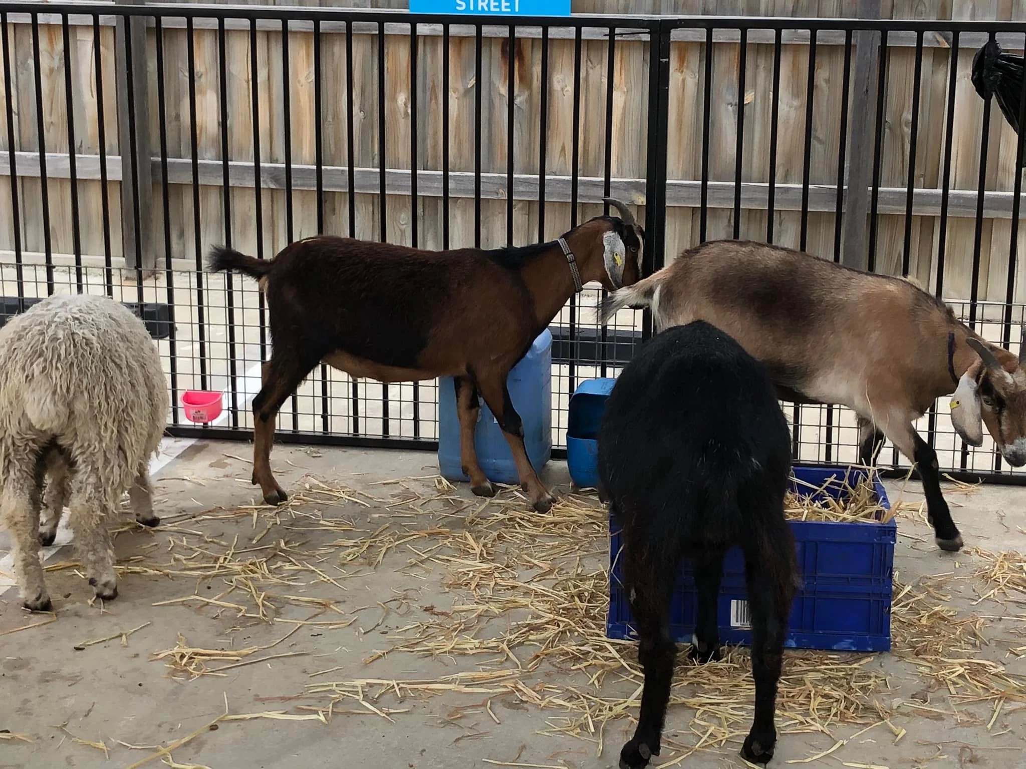 Water play for toddlers Ballarat childcare